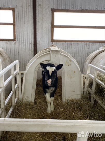 Бычки. Телята