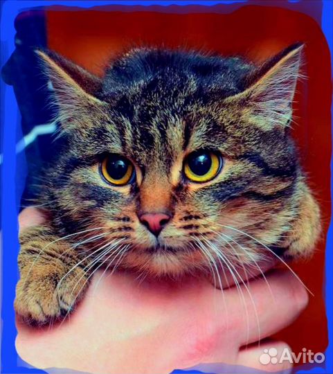 Ласковая девочка, около 7 месяцев