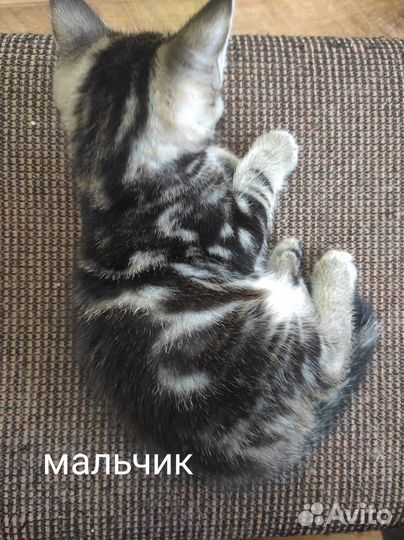 Котятки в добрые руки