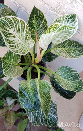 Филодендрон Биркин