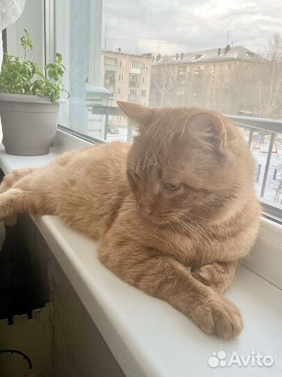 Котик в поисках семьи