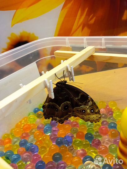 Мини-ферма бабочек из 3-х куколок