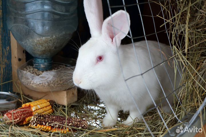 Кролик белый панон