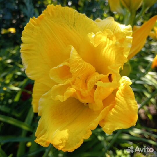 Лилейники сортовые