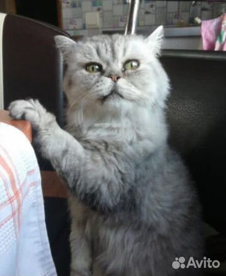 Отдам в добрые руки. Две девочки