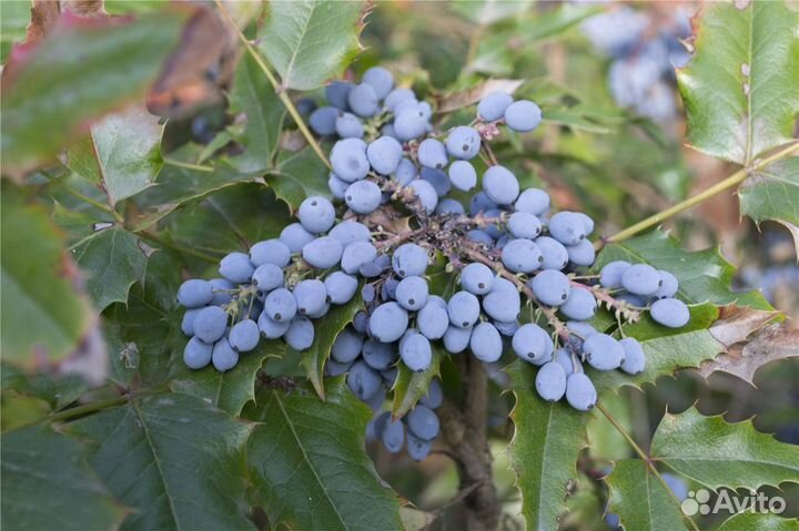 Магония падуболистная, семена