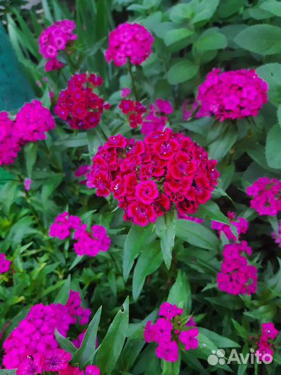 Гвоздика турецкая садовая многолетняя