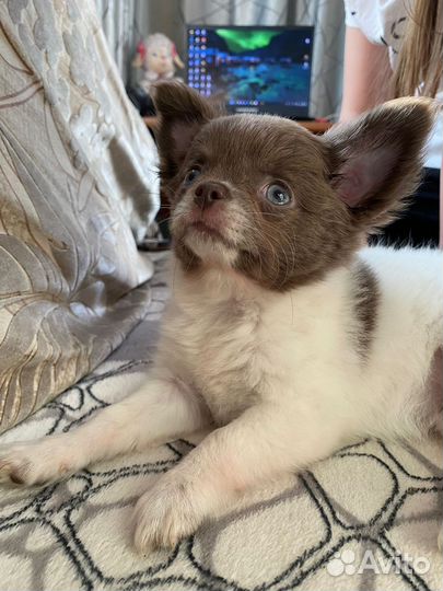 Девочка чихуахуа