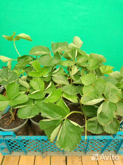 Рассада клубники