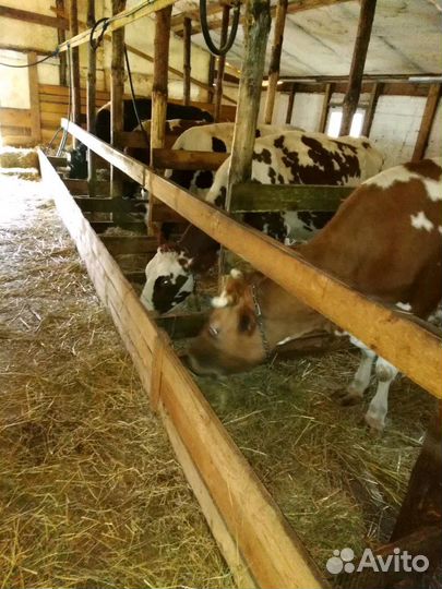 Молочная домашняя продукция