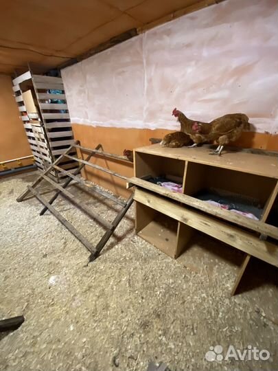 Домашние куриные яйца