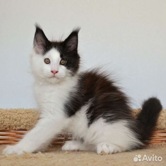 Пряник - котёнок мейн-кун