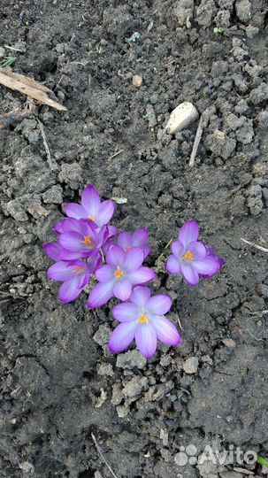 Монарда, безвременник, маргаритки, и другие