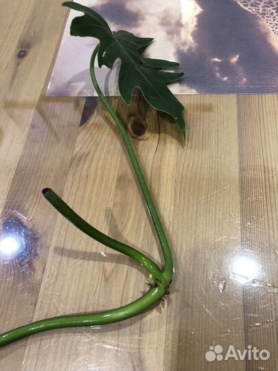 Филодендрон Ксанаду