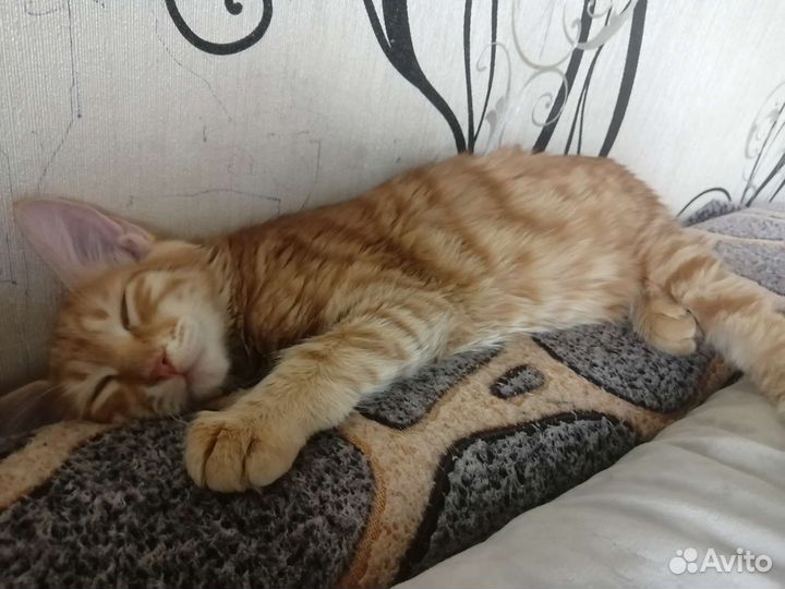 Котята курильский бобтейл