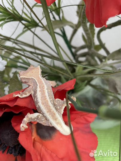 Реснитчатый бананоед