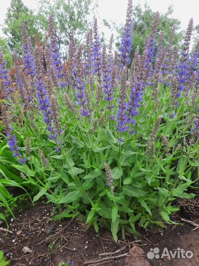 Многолетние цветы