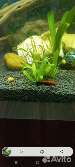 Аквариумные рыбки и растения
