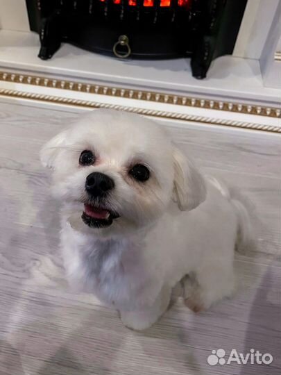 Мальтийская болонка мальтезе