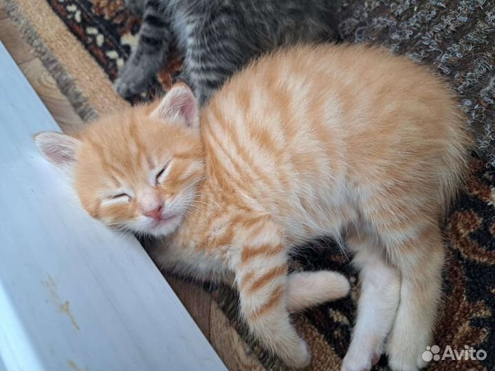 Милые котята