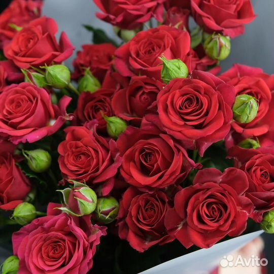 5 кустовых красных роз