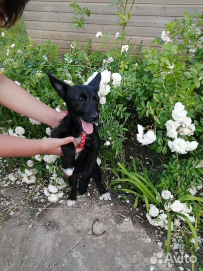 Ищет дом щенок не крупной Собачки Джессика