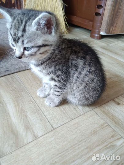 Кошка в дар бесплатно