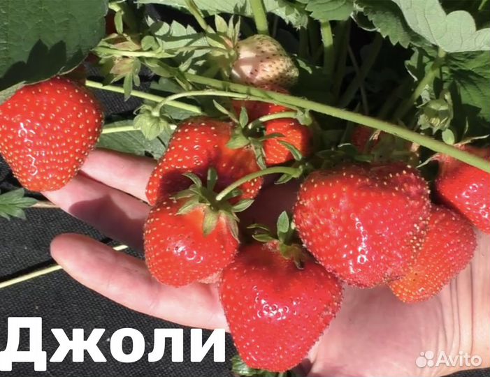 Клубника ксд летняя