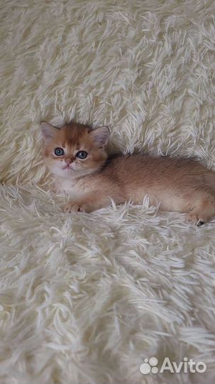 Шотландский котенок