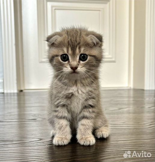 Шотландская