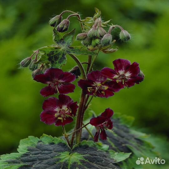 Герани садовые