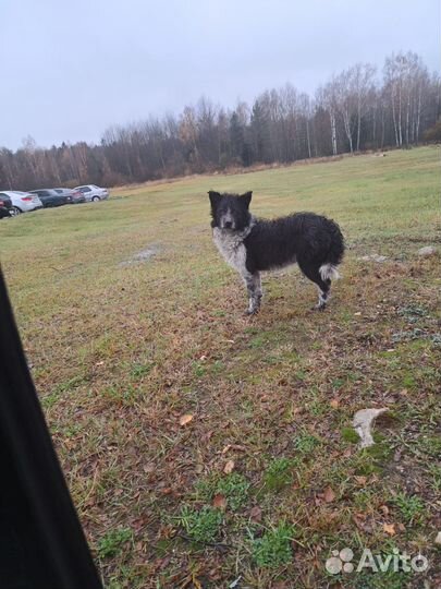 Собака в добрые руки