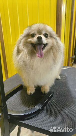 Груминг собак и кошек