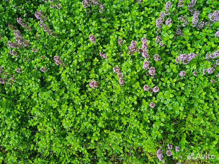 Чабрец (тимьян ползучий)