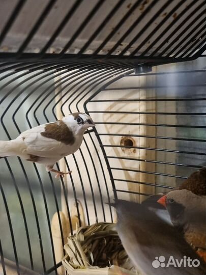 Японские амадины