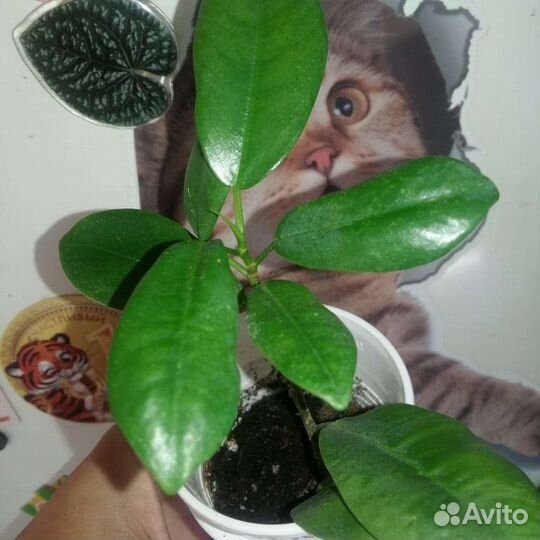 Фикус бенджамина 4 сорта