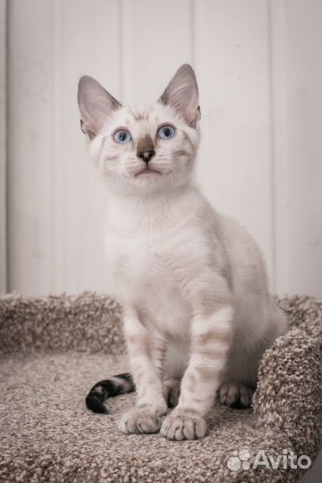 Бенгальские котята линкс