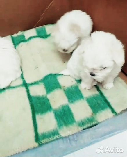 Мальчики Мальтезе щенки 2 мес