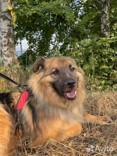 Собака из приюта ждет своего человека