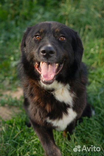 Крупная собака Алтай ищет семью