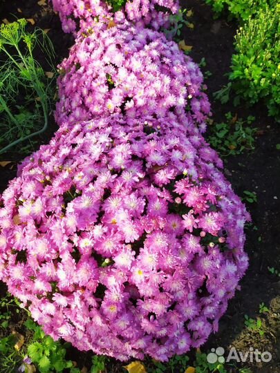 Хризантемы мультифлора в горшках