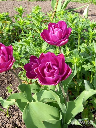 Луковицы тюльпанов