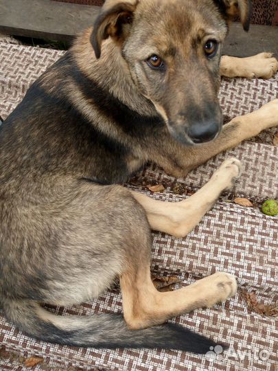 Отдам щенка-девочку