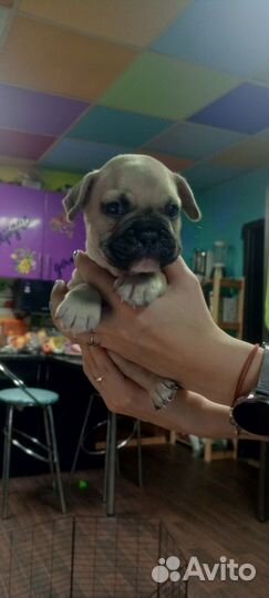 Продам щенков