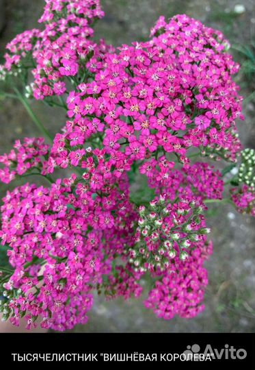 Цветы многолетники