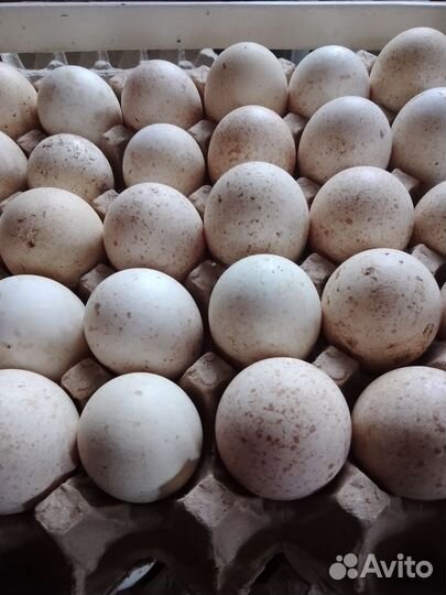 Яйца индоутки, индюшиная