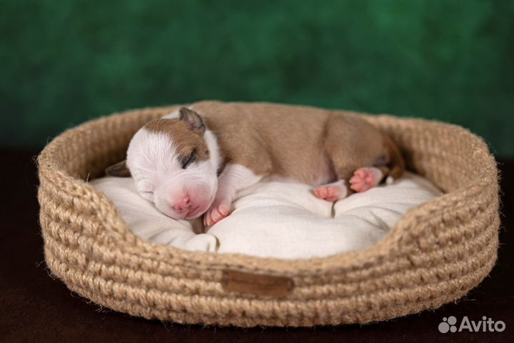 Американский стаффордширский терьер