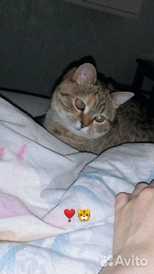 Кошка в добрые руки