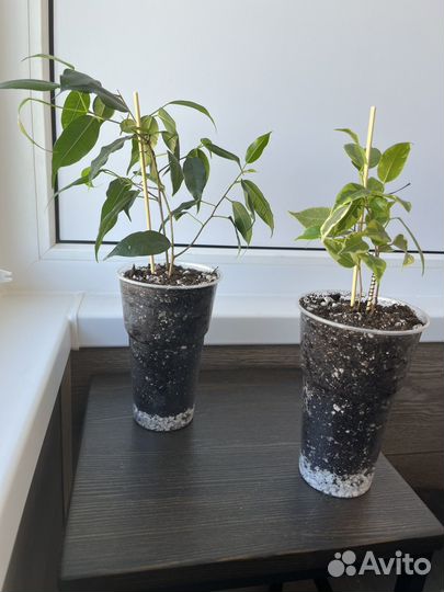 Фикус бенджамина