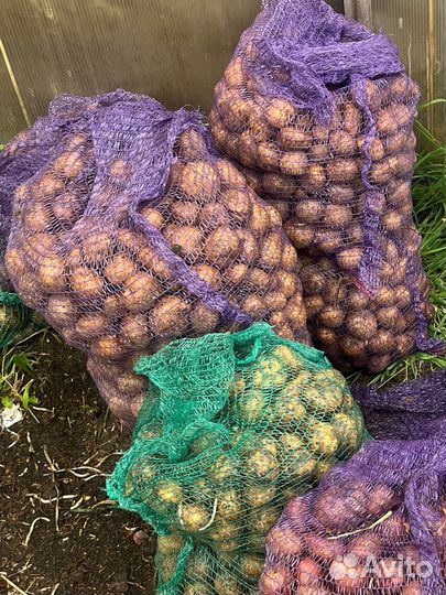 Продам картофель семенной. Сорт латона